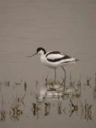 Bec d'Alena, avoceta (Recurvirostra avoceta)