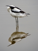 avoceta