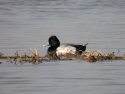 Porrón Bola (Aythya affinis)