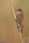 Balquer - Carricero tordal (Acrocephalus arundinaceus)