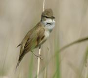 balquer (Acrocephalus arundinaceus)