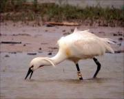 Bec planer, Espátula, Spoonbill, Spatule blanche, Colhereiro (Platalea leucordia)