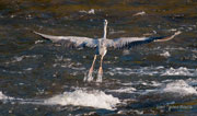 Bernat pescaire iniciant enlairament