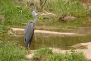 bernat pescaire (Ardea cinerea)