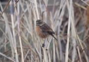 Bitxac comú  (Saxicola torquata)