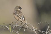 bitxac  comú (Saxicola torquata)