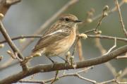 bitxac comú femella (Saxicola torquata)