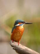 Blauet,martín pescador (Alcedo athis)