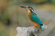 blauet (Alcedo atthis)