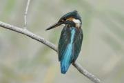 blauet (Alcedo atthis)