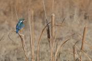 blauet (Alcedo atthis)