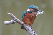 blauet (Alcedo atthis)