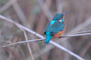 blauet (alcedo attys)