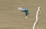 Blauet (Alcedo Atthis)