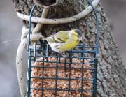 Lluer (Carduelis spinus)