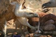 Desde el Paraiso I - Voltor comú - Buitre leonado o común (Gyps fulvus)