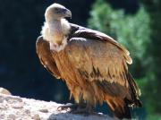 Buitre leonado (gyps fulvus)