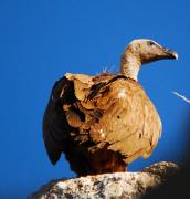 Buitre leonado ( Gyps fulvus )