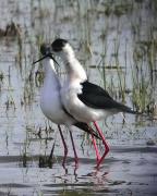 Còpula cames llargues IV (Himantopus himantopus)