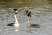 cabussó emplomallat (Podiceps cristatus)