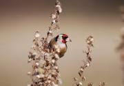 Cadernera (Carduelis carduelis)