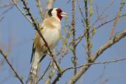 cadernera (Carduelis carduelis)