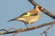 cadernera de perfil (Carduelis carduelis)