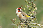 cadernera (carduelis carduelis)