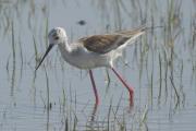 cames llargues (Himantopus himantopus)