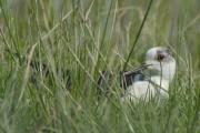 cames llargues (Himantopus himantopus)