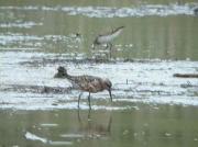 Territ menut i terret becllarg (Calidris minuta, Calidris ferruginea)