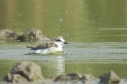 corriol camanegre (charadrius alexandrinus) 1/2