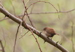 Cargolet (Troglodytes troglodytes)