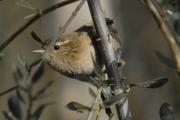 cargolet, chochin (Troglodytes troglodytes)