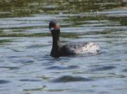 Cabussó collnegre, zampullín cuellinegro (Podiceps nigricollis)