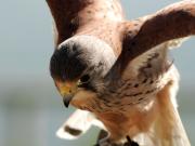 cernicalo (falco tinnunculus)