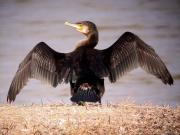 Corb marí gros, cormorán grande (Phalacrocorax carbo)