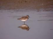 Territ menut, correlimos menudo (Calidris minuta)