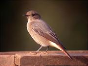 Cotxa fumada femella, Colirrojo tizón (Phoenicurus ochruros)