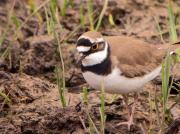 Corriol petit, chorlitejo chico, little ringed plover (Charadrius dubius)