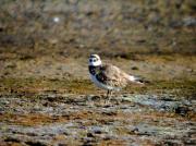 Corriol petit, chorlitejo chico (Charadrius dubius)