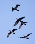 Batalló de corbs marins