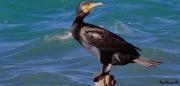 Cormorà (Phalacrocorax carbo )