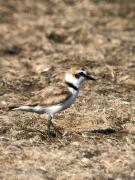 Corriol camanegre (Charadrius alexandrinus)