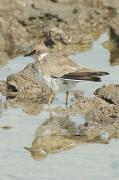 corriol  ¿ camanegre (charadrius alexandrinus)?