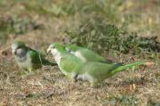 cotorreta de pit gris (Myiopsitta monachus)