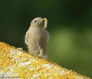 cotxa fumada (phoenicurus ochruros)