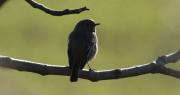 Cotxa fumada (Phoenicurus ochruros)