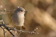 cotxa fumada femella (Phoenicuros ochruros)