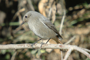 cotxa fumada (phoenicurus ochruros)